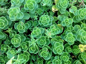 succulent garden