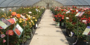 Rose blooming in greenhouse