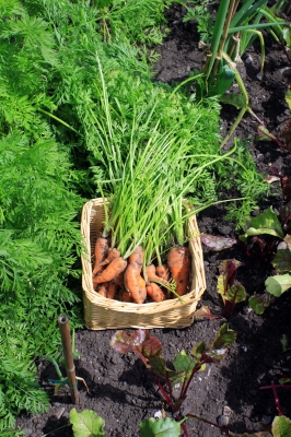 harvested carrots