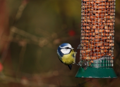 blue tit at bird feeder