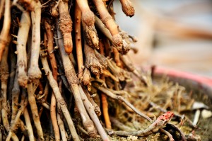 plant roots