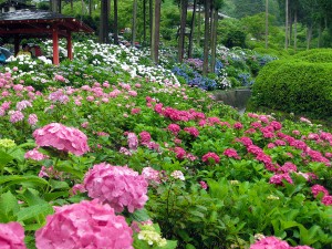 hydrangea garden