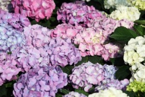 It's Hydrangea Season Again hydrangeas