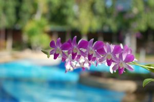 flowers by the pool