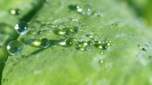 water on leaf