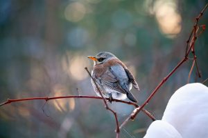 Attract Wildlife to the Winter Landscape bird on winter branch