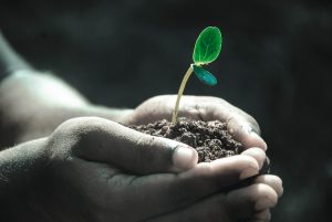 Soil 