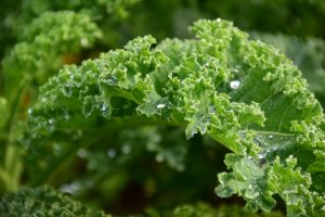 winter vegetable