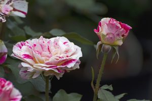 What's Your Favorite Kind of Rose? pink and white rose
