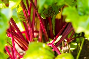 beet root in veggie garden