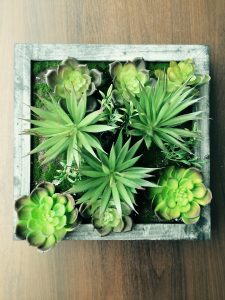 succulent container garden