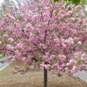Autumn Hill Nursery | 2020 Tree Sale | Cherry-Kwanzan