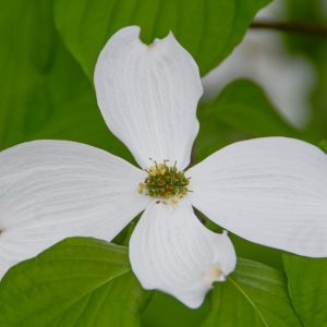 Dogwood, Appalachian Snow