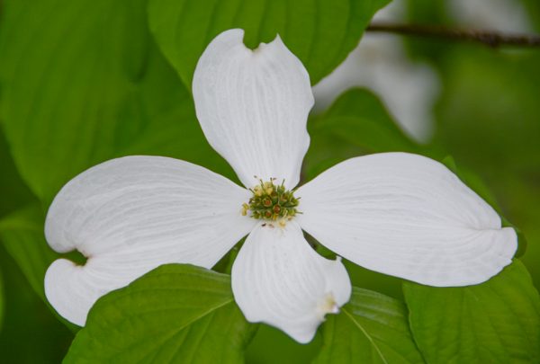 Dogwood, Appalachian Snow