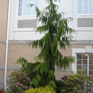 Chamaecyparis, Weeping Alaskan