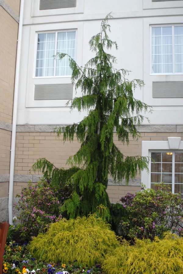 Chamaecyparis, Weeping Alaskan