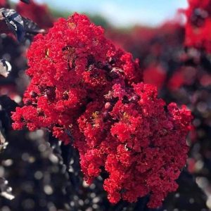 Crape Myrtle Double Dynamite