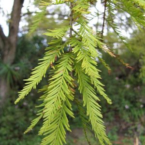 Cypress, Bald