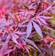 Japanese Maple, Shaina