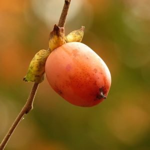 Persimmon, Virginiana