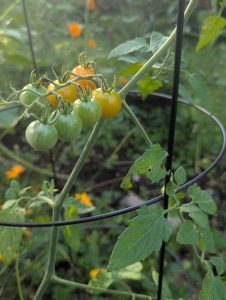 Sungold Tomatoes in the Georgia Sun