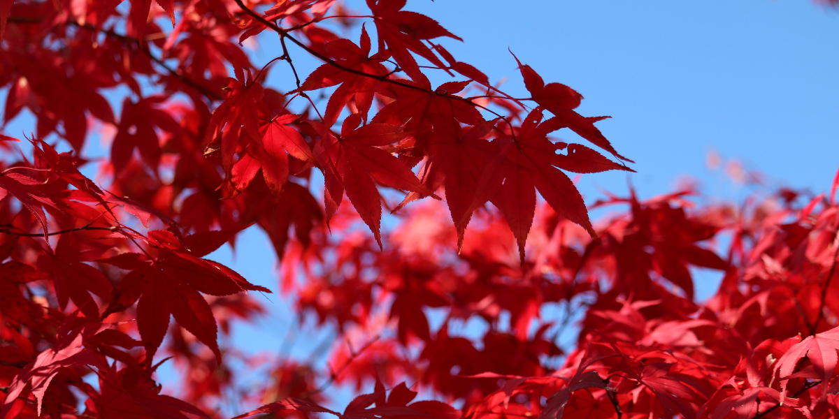 Grace in the Garden: Japanese Maples- Everything You Need to Know. Grace in the Garden: Japanese Maples- Everything You Need to Know.