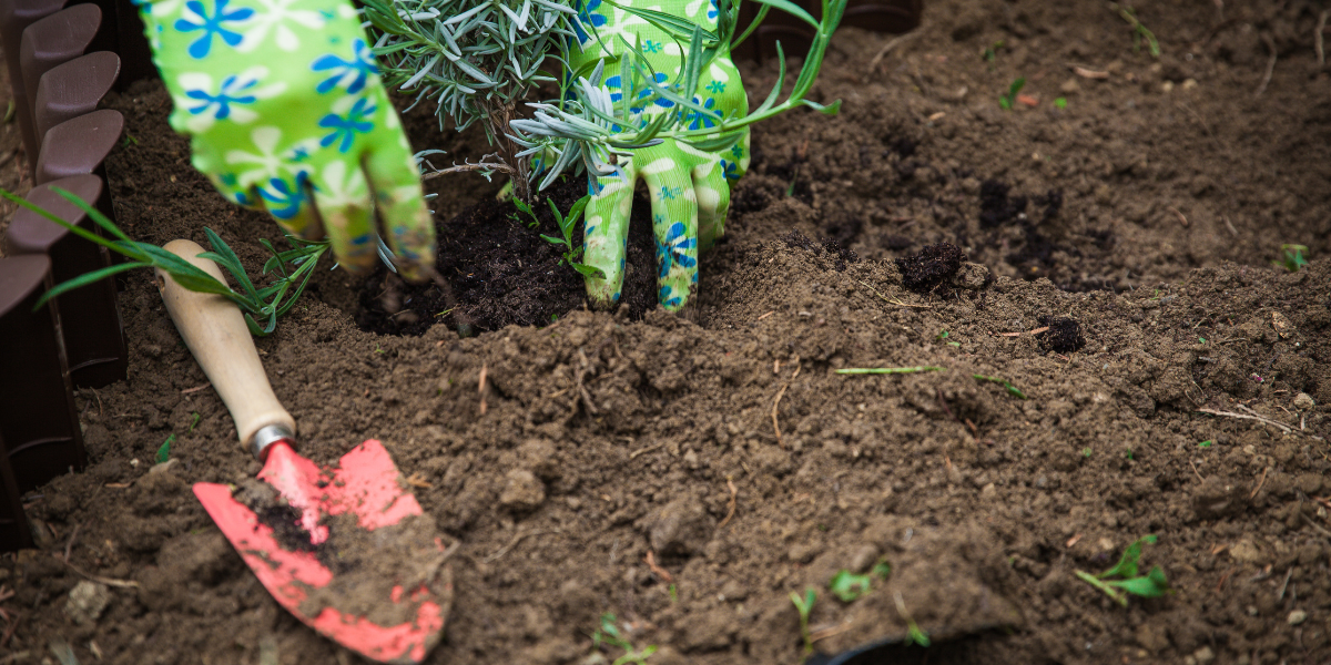 Divide & Conquer: Propagation and Perennial Division Class Divide & Conquer: Propagation and Perennial Division Class