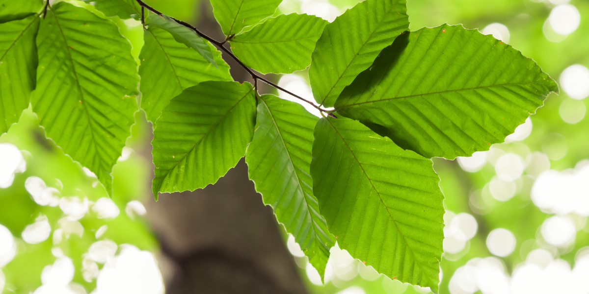 Small Tree Talk Small Tree Talk