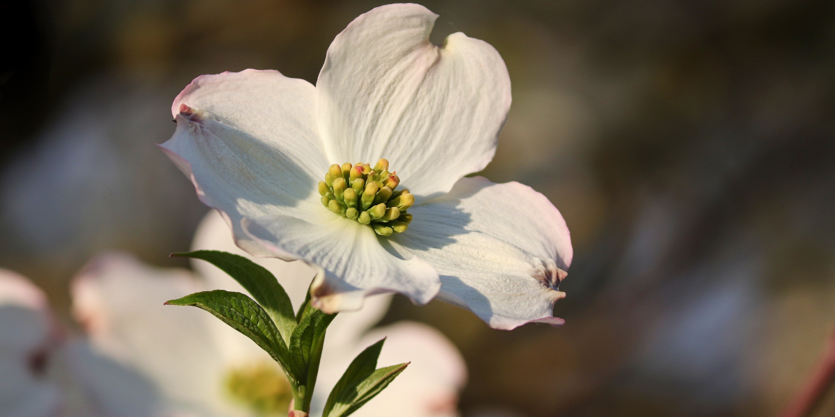The Beauty & Benefits of Georgia’s Native Trees The Beauty & Benefits of Georgia's Native Trees