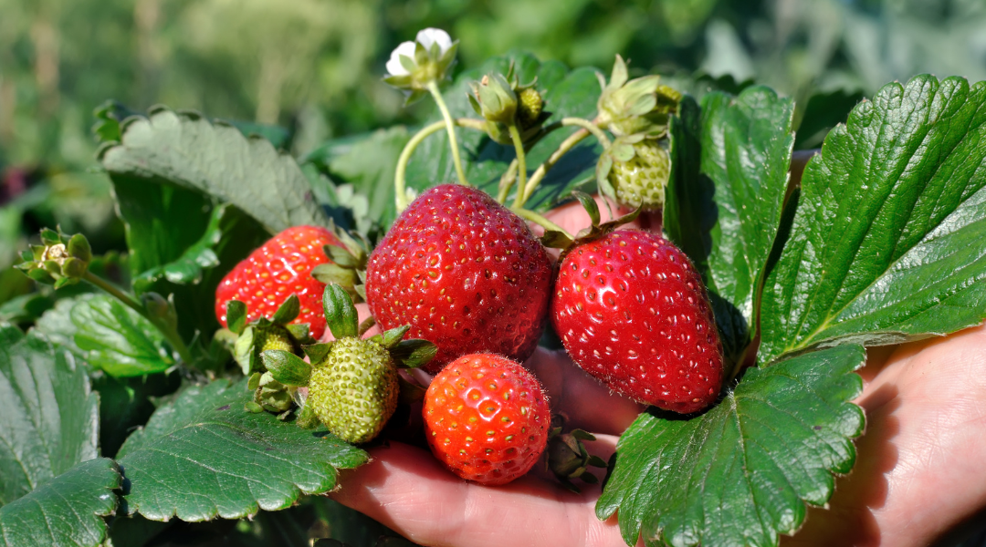 Easy Peasy Lemon Squeezy: Backyard Fruit for Beginners