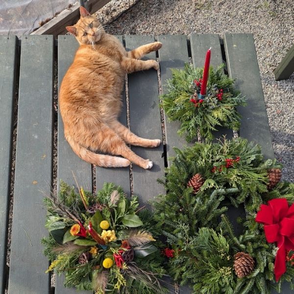 Billy the Cat
