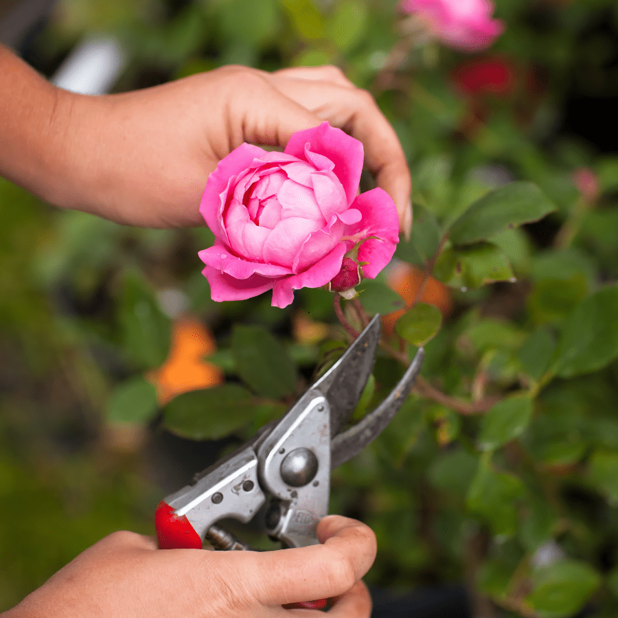 Rose prune web