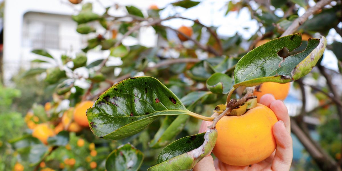 Fruit Tree Pruning 101