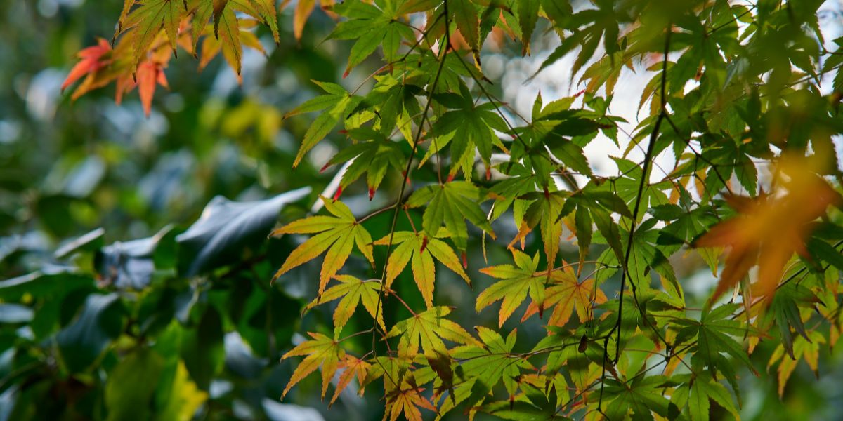 Japanese Maple Pruning 101