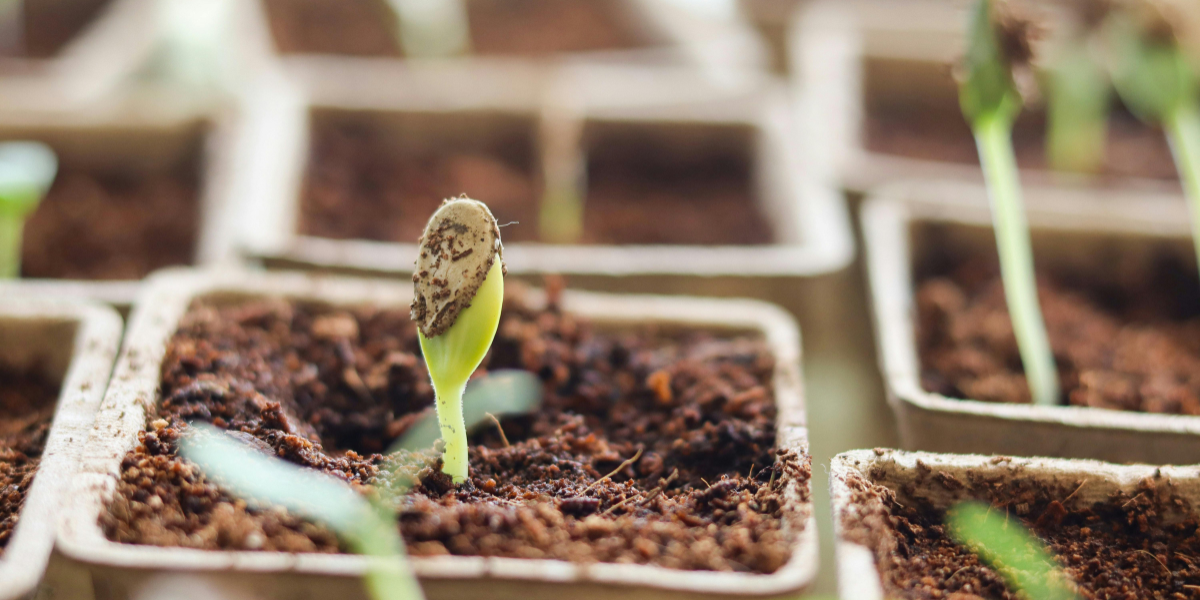 Seed Starting Seed Starting