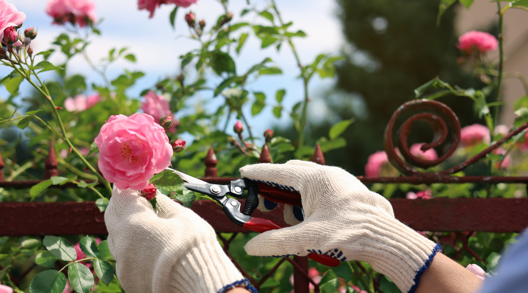When and How to Prune Roses in Georgia