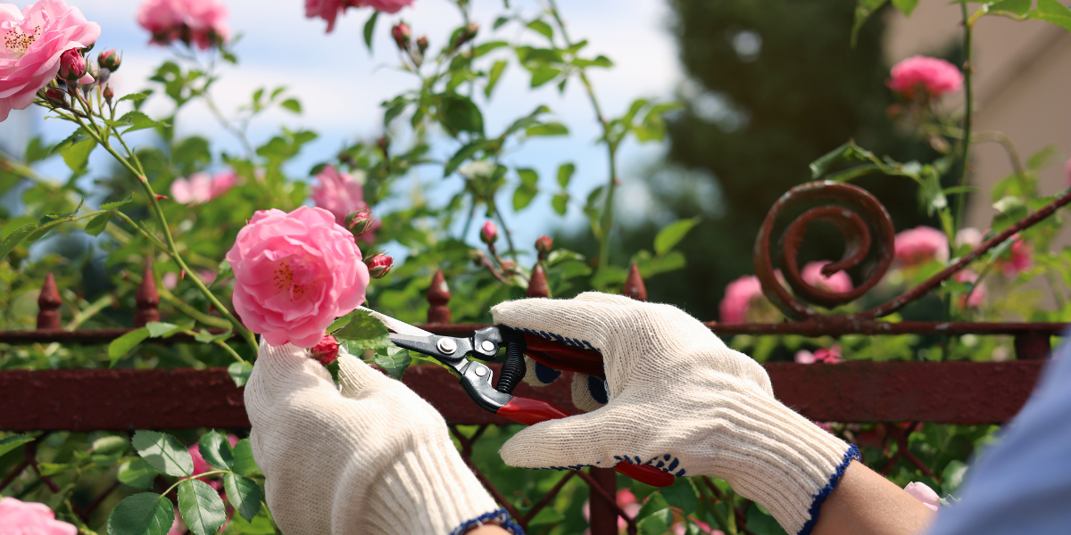 Roses Roses