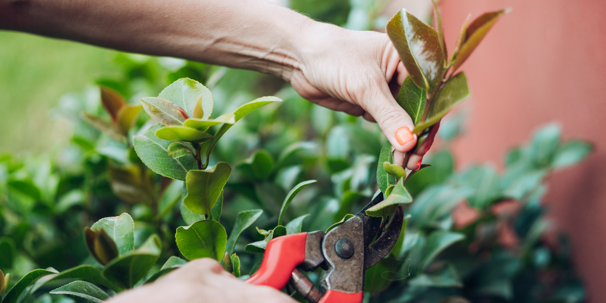 Pruning 101 Pruning 101