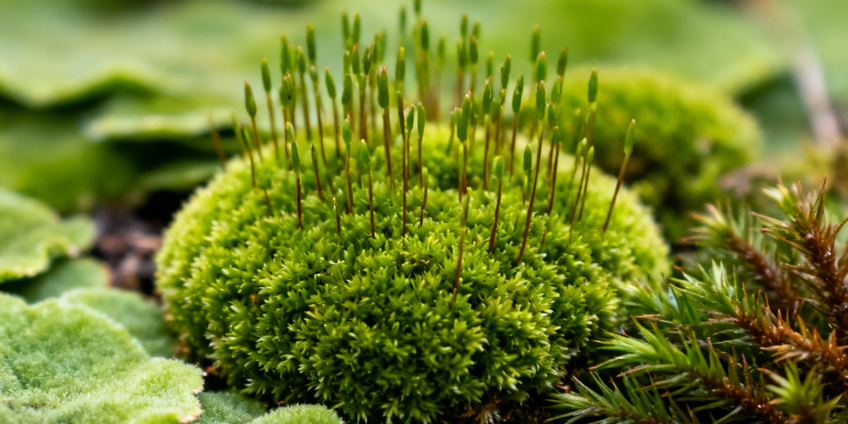 A Garden in Glass: Terrarium Workshop