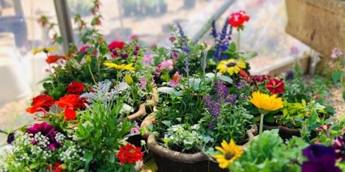 Garden to Go: Spring Color Container Class Garden to Go: Spring Color Container Class