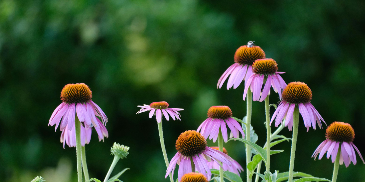 Native Plants Native Plants