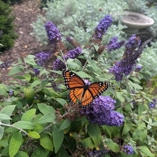 Landscape Image w: Butterfly | Autumn Hill Nursery