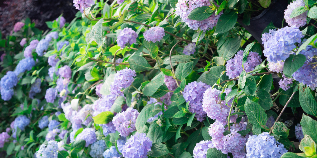 Hydrangeas Hydrangeas