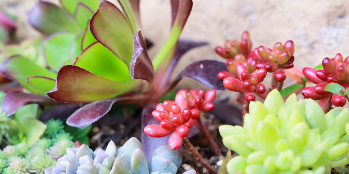Succulent Container Garden Succulent Container Garden