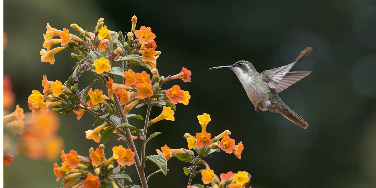 Hummingbird Hummingbird